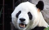[ẢNH] Kinh hoàng những vụ thú dữ tấn công người tại sở thú